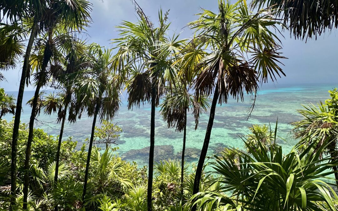 tropical trees