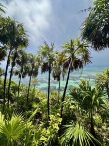 tropical trees