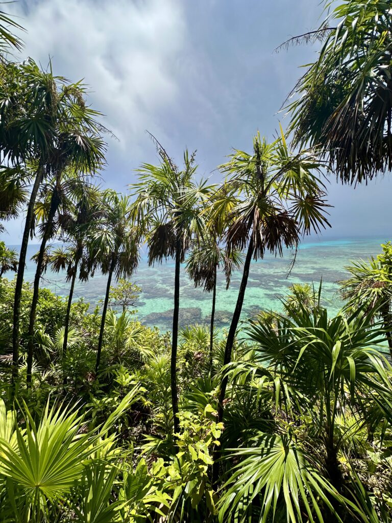 tropical trees